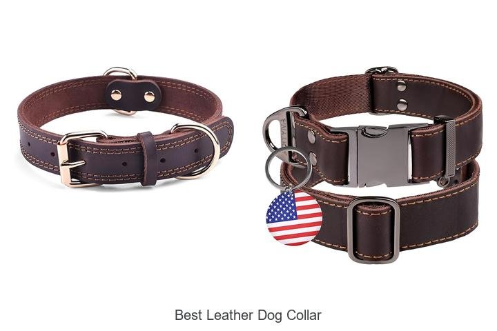 Top Picks for the Best Leather Dog Collar!