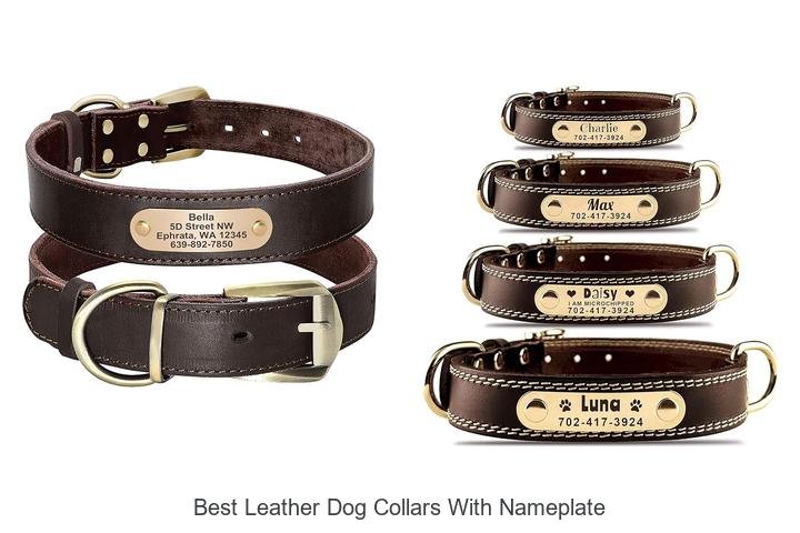 Best Leather Dog Collars With Nameplate That Wow Everyone