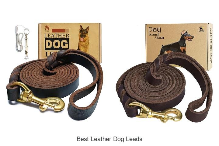 Best Leather Dog Leads That Will Transform Your Walks!